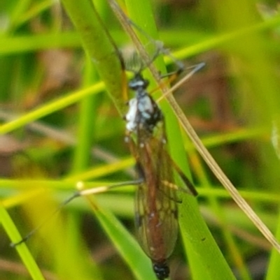 Gynoplistia sp. (genus) (Crane fly) at Paddys River, ACT - 23 Feb 2021 by trevorpreston