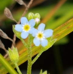 Myosotis laxa subsp. caespitosa (Water Forget-me-not) at Tharwa, ACT - 23 Feb 2021 by trevorpreston