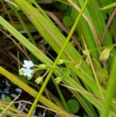 Myosotis laxa subsp. caespitosa at Gibraltar Pines - 23 Feb 2021 12:56 PM