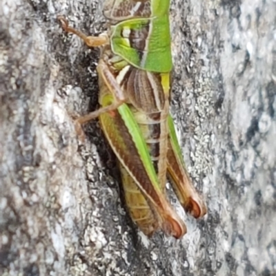 Praxibulus sp. (genus) (A grasshopper) at Paddys River, ACT - 23 Feb 2021 by tpreston