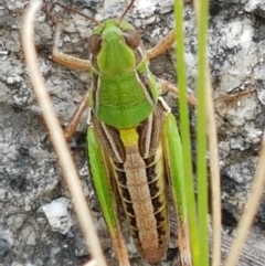 Praxibulus sp. (genus) at Paddys River, ACT - 23 Feb 2021