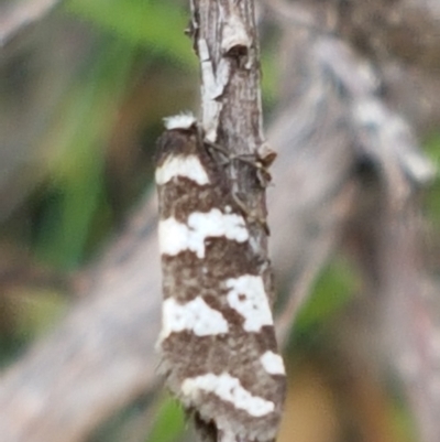 Lepidoscia (genus) ADULT (A Case moth) at Gibraltar Pines - 23 Feb 2021 by trevorpreston