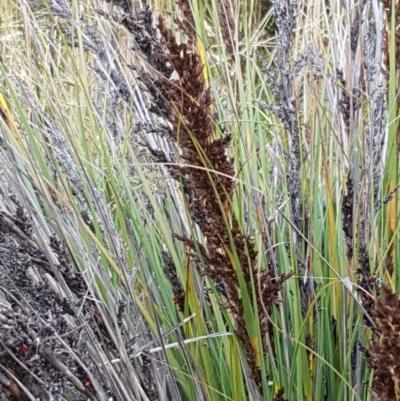 Gahnia subaequiglumis (Bog Saw-sedge) at Gibraltar Pines - 23 Feb 2021 by tpreston