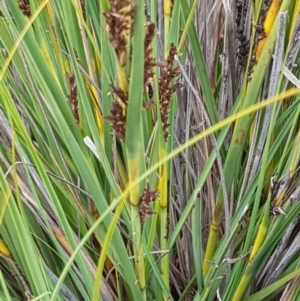 Gahnia subaequiglumis at Paddys River, ACT - 23 Feb 2021