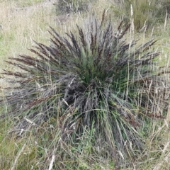 Gahnia subaequiglumis at Paddys River, ACT - 23 Feb 2021