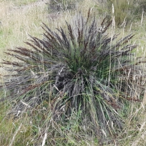 Gahnia subaequiglumis at Paddys River, ACT - 23 Feb 2021