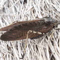 Acripeza reticulata at Paddys River, ACT - 23 Feb 2021 12:48 PM