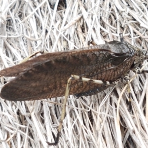 Acripeza reticulata at Paddys River, ACT - 23 Feb 2021 12:48 PM