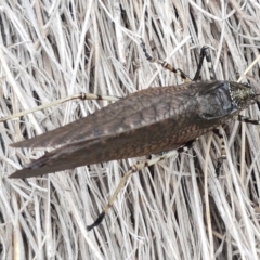 Acripeza reticulata at Paddys River, ACT - 23 Feb 2021 12:48 PM