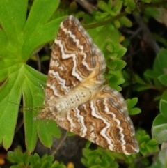 Chrysolarentia heliacaria (Heliacaria Carpet) at Paddys River, ACT - 23 Feb 2021 by trevorpreston
