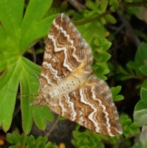 Chrysolarentia heliacaria at Paddys River, ACT - 23 Feb 2021 12:44 PM