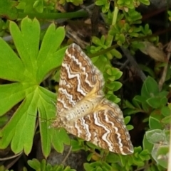 Chrysolarentia heliacaria at Paddys River, ACT - 23 Feb 2021