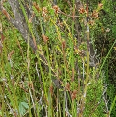 Baloskion australe at Paddys River, ACT - 23 Feb 2021