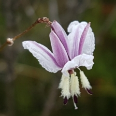 Arthropodium milleflorum (Vanilla Lily) at Paddys River, ACT - 23 Feb 2021 by tpreston