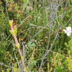 Arthropodium milleflorum at Paddys River, ACT - 23 Feb 2021