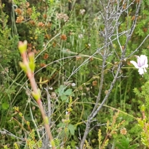 Arthropodium milleflorum at Paddys River, ACT - 23 Feb 2021