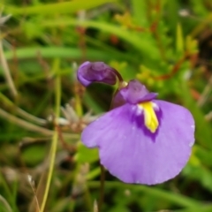 Utricularia dichotoma (Fairy Aprons, Purple Bladderwort) at Gibraltar Pines - 23 Feb 2021 by tpreston