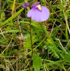 Utricularia dichotoma at Paddys River, ACT - 23 Feb 2021 12:42 PM