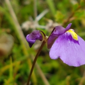 Utricularia dichotoma at Paddys River, ACT - 23 Feb 2021