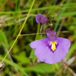 Utricularia dichotoma at Paddys River, ACT - 23 Feb 2021