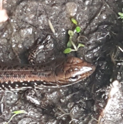 Eulamprus heatwolei (Yellow-bellied Water Skink) at Paddys River, ACT - 23 Feb 2021 by trevorpreston