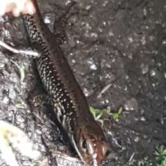 Eulamprus heatwolei at Paddys River, ACT - 23 Feb 2021