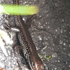 Eulamprus heatwolei at Paddys River, ACT - 23 Feb 2021 12:42 PM