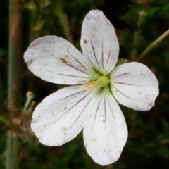 Geranium neglectum (Red-stemmed Cranesbill) at Gibraltar Pines - 23 Feb 2021 by tpreston