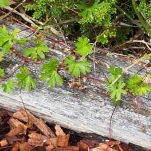 Geranium neglectum at Paddys River, ACT - 23 Feb 2021