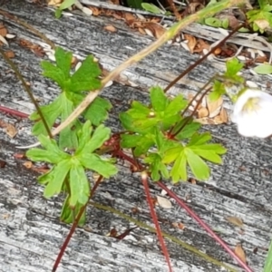 Geranium neglectum at Paddys River, ACT - 23 Feb 2021