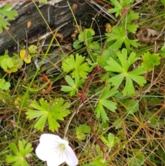 Geranium neglectum at Paddys River, ACT - 23 Feb 2021
