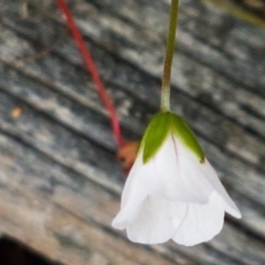 Geranium neglectum at Paddys River, ACT - 23 Feb 2021 12:39 PM