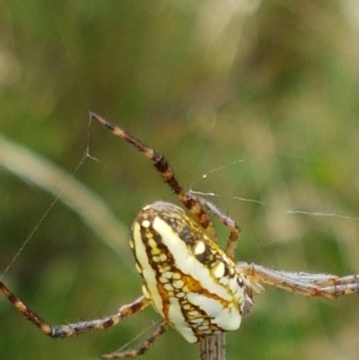 Plebs bradleyi (Enamelled spider) at Paddys River, ACT - 23 Feb 2021 by trevorpreston