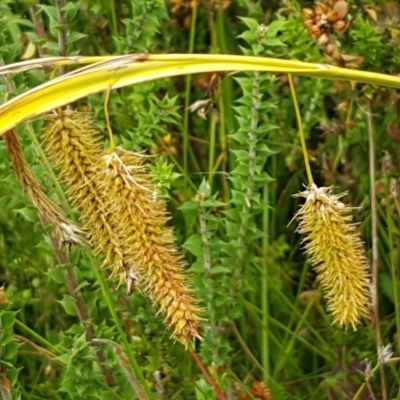 Carex fascicularis (Tassel Sedge) at Paddys River, ACT - 23 Feb 2021 by trevorpreston