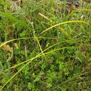 Carex fascicularis at Paddys River, ACT - 23 Feb 2021