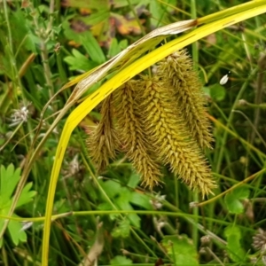 Carex fascicularis at Paddys River, ACT - 23 Feb 2021