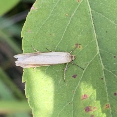 Philobota diaereta (A concealer moth) at Murrumbateman, NSW - 23 Feb 2021 by SimoneC