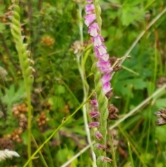 Spiranthes australis (Austral Ladies Tresses) at Paddys River, ACT - 23 Feb 2021 by tpreston