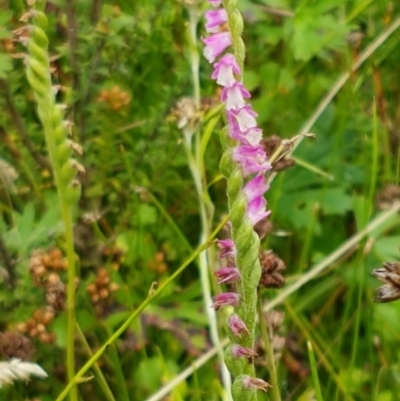 Spiranthes australis (Austral Ladies Tresses) at Gibraltar Pines - 23 Feb 2021 by trevorpreston