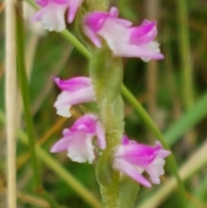 Spiranthes australis at Paddys River, ACT - 23 Feb 2021