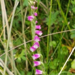 Spiranthes australis at Paddys River, ACT - 23 Feb 2021