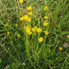 Crepis capillaris (Smooth Hawksbeard) at Paddys River, ACT - 23 Feb 2021 by trevorpreston