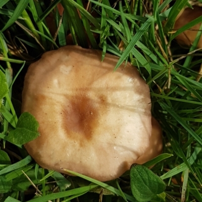 Unidentified Cap on a stem; gills below cap [mushrooms or mushroom-like] at Paddys River, ACT - 23 Feb 2021 by tpreston