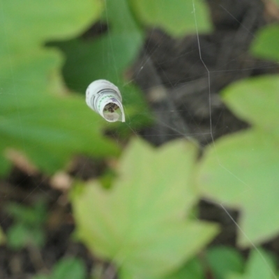 Phonognathidae (family) (Leaf curling orb-weavers) at Gungahlin, ACT - 23 Feb 2021 by TrishGungahlin