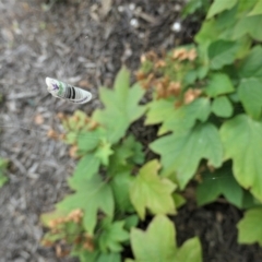 Phonognathidae (family) at Gungahlin, ACT - 23 Feb 2021 12:19 PM