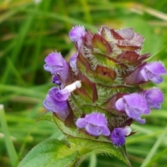 Prunella vulgaris (Self-heal, Heal All) at Paddys River, ACT - 23 Feb 2021 by tpreston