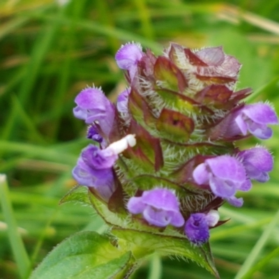 Prunella vulgaris (Self-heal, Heal All) at Paddys River, ACT - 23 Feb 2021 by trevorpreston