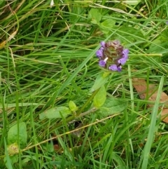 Prunella vulgaris at Paddys River, ACT - 23 Feb 2021 12:24 PM