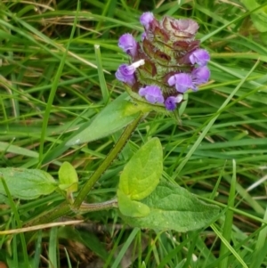 Prunella vulgaris at Paddys River, ACT - 23 Feb 2021 12:24 PM