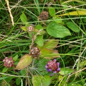 Prunella vulgaris at Paddys River, ACT - 23 Feb 2021 12:24 PM